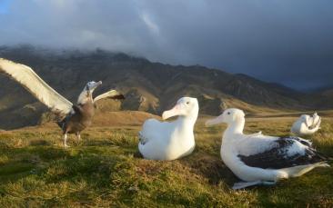 Cover image of Enlisting albatrosses to fight illegal fishing